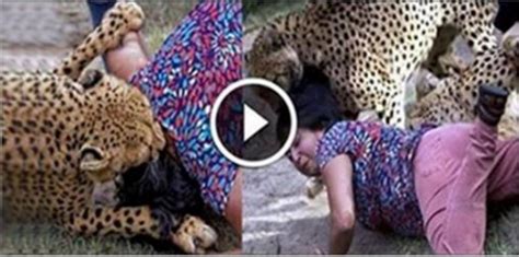 tiger eats woman video dailymotion