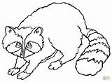 Raccoon Coloring Cute Pages Printable Drawing Baby Color Supercoloring Online Getdrawings Silhouettes sketch template