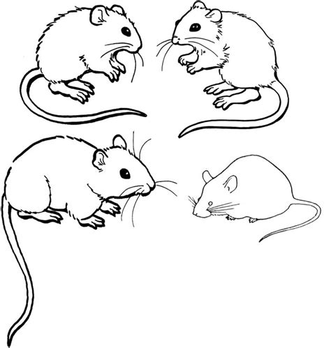 printable mouse coloring pages  kids coloring pages  kids