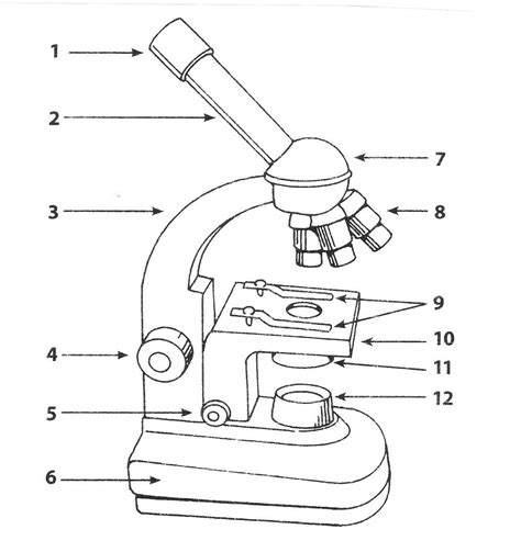 microscope diagram  print  diagrams