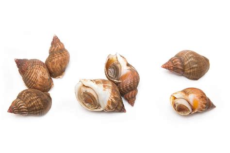 whelk stock  pictures royalty  images istock