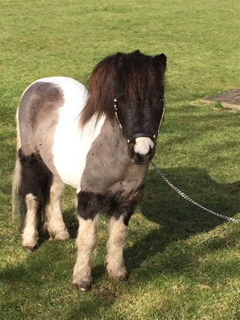 inches miniature horse  sale  belford northumberland gumtree