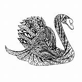 Swan Vector Sketch Stock Illustration Style Zentangle Monochrome Antistress Coloring Ink sketch template