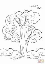 Coloring Summer Tree Pages Printable sketch template