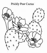 Cactus Coloring Pear Prickly Pages Drawing Template Color Sketch Print Getdrawings Tocolor Button Using sketch template