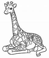Giraffe Coloring Pages Printable Print Color Onlinecoloringpages sketch template