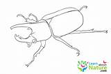 Beetle Coloring Pages Color sketch template