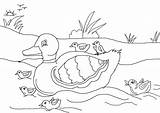 Duckling Ugly Coloring Pages Duck Colouring Mallard Drawing Getdrawings Getcolorings Coloringhome sketch template