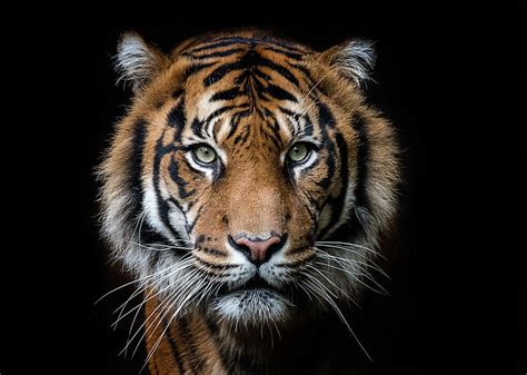 hd tiger images awesome natural hd tiger images