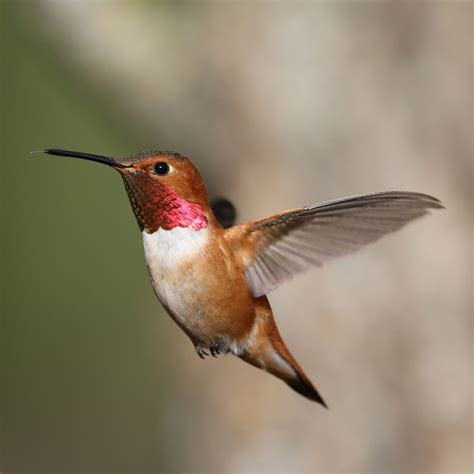 rufous hummingbird perpetua resources