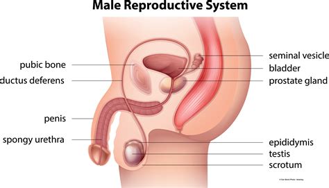 male reproductive system illustrations to assist in teaching sexuality and sexual health