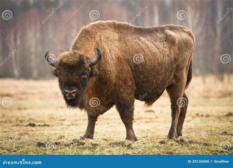 wisent royalty  stock image image
