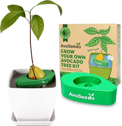Avoseedo Avocado Tree Growing Kit With Pot Green And White