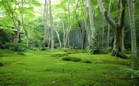 anime forest backgrounds wallpaper cave