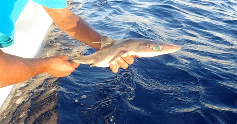 shark week scientists discover deepwater shark species genies dogfish