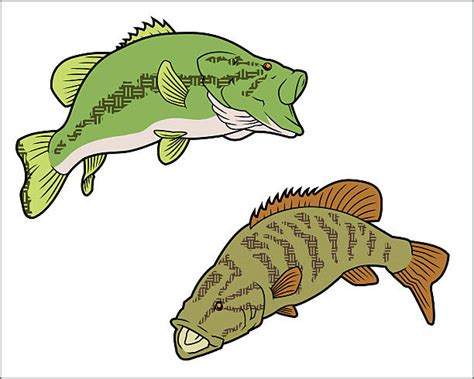 Striped Bass Clip Art Vector Images And Illustrations Istock