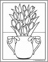Coloring Tulip Vase Pages Tulips Flower Pitcher Colorwithfuzzy sketch template