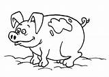 Varken Kleurplaat Pigs Kleurplaten Preschool sketch template