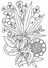 Coloring Pages Trippy Weed Marijuana Leaf Adults Printable Adult Psychedelic Cannabis Drawing Sheets Stoner Drawings Space Print Hemp Tattoo Color sketch template