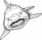 Shark Coloring Bull Pages Getdrawings sketch template