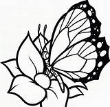 Coloring Butterfly Flowers Pages sketch template