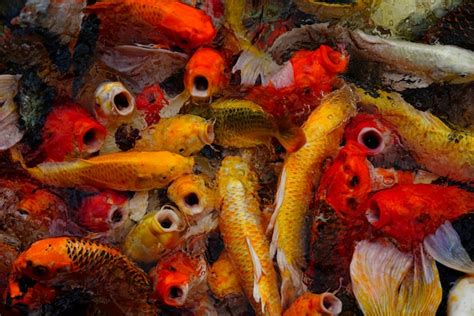 premium photo colorful koi fish