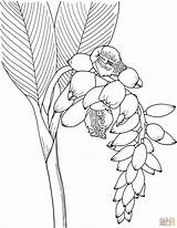 Flower Ginger Coloring Shell Pages Drawing Printable Supercoloring Flowers Template Colouring Drawings Snapdragon Adult Sketch Books Draw Clipart Garden Gif sketch template