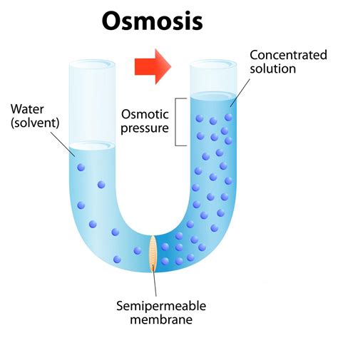 osmosis  diffusion        science struck