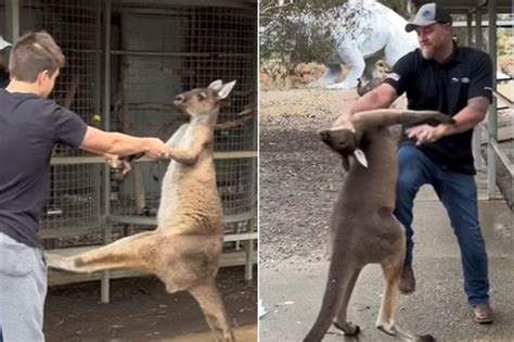 Astonishing Moment American Tourist Grabs Kangaroo By Throat After It