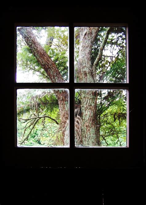 tree   shack window  photo  freeimages