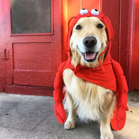 adorable dogs dressed  halloween