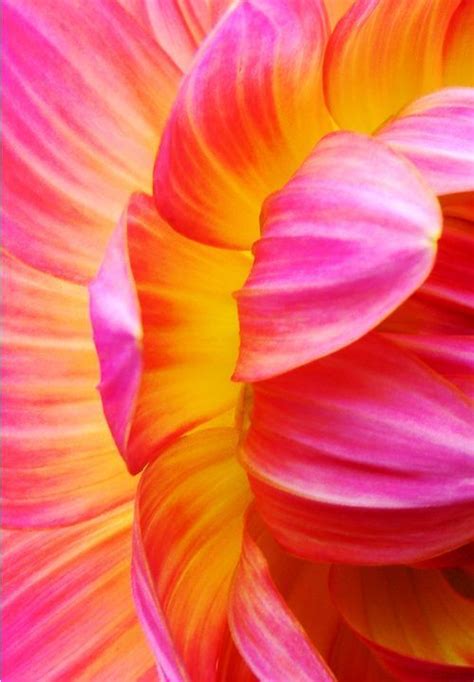pink orange pink orange pinterest beautiful flowers