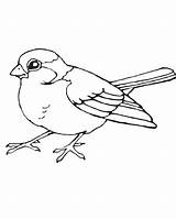 Sparrow Tit Aves Kolorowanki Songbirds Bestcoloringpagesforkids Rotkehlchen Robins Gil Zeichnung sketch template