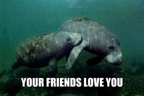 When You Can T Get That One Person To Like You Calming Manatee Memes
