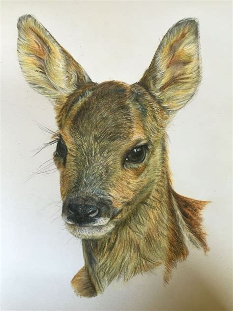 pencil drawing animal paintings animal drawings deer drawing