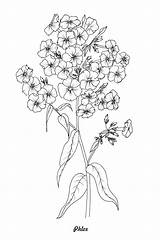 Coloring Botanical Phlox sketch template