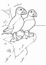 Coloring Puffin Momjunction Puffins sketch template