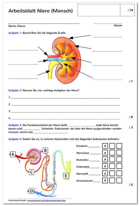 arbeitsblatt niere biologie schule anatomie lernen
