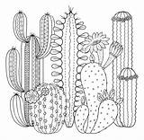 Kaktus Kakteen Ausdrucken sketch template