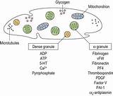 Platelets Granules Platelet Alpha Dense Contents Megakaryocytes Structure Schematic Representation Fig Showing Details sketch template