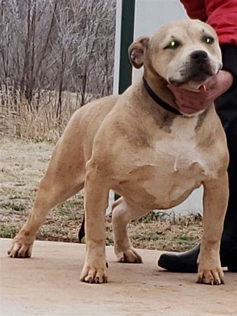 droll american bully xl puppies  sale image  bleumoonproductions