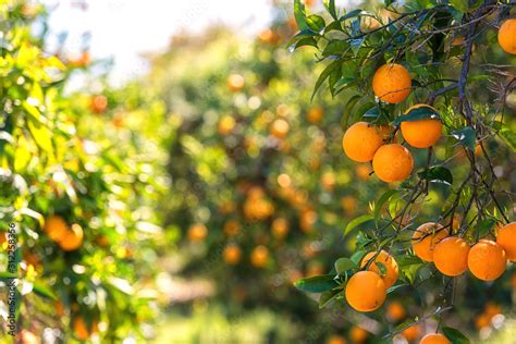 orange garden  sunlight  ripe orange fruits   sunny trees