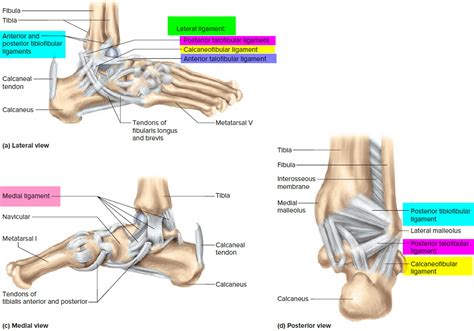 ligaments thumb shoulder elbow hip knee  ankle ligaments