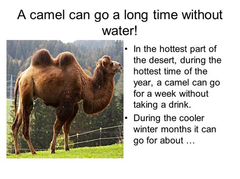 How Long A Camel Can Live Without Water Justagric