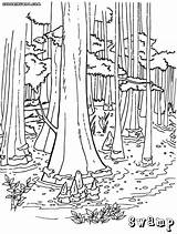 Swamp Coloring Pages Cypress Tree Printable Drawing Template Colorings sketch template