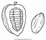 Cacao Coloring Pod Cocoa Beans Pages Bean Drawing Van Sketchite Drawings sketch template