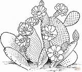 Cactus Line Drawing Coloring Prickly Pear Getdrawings sketch template