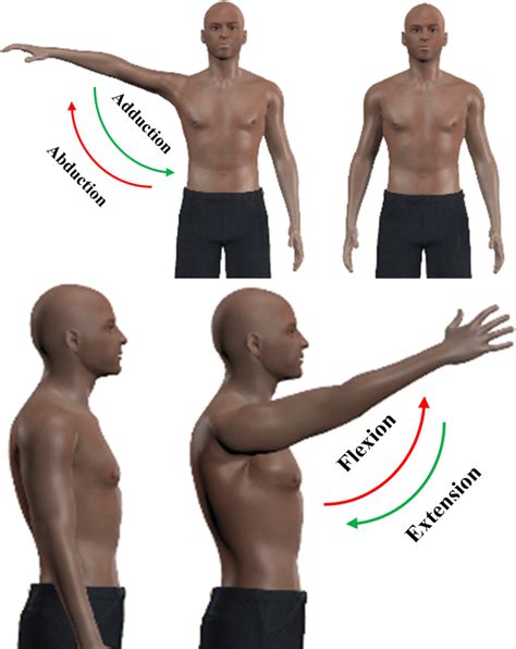 schematic  shoulder abductionadduction  vertical flexionextension  scientific