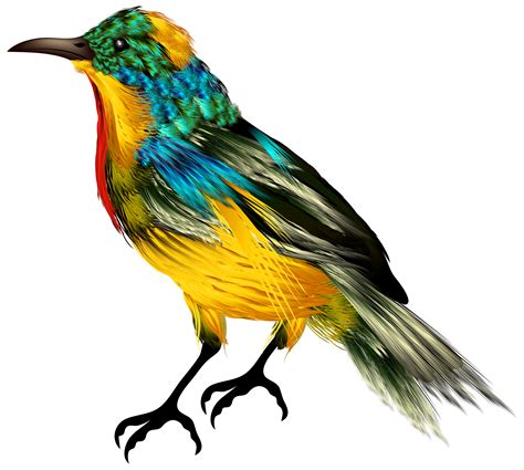 colourful bird png clipart  web clipart
