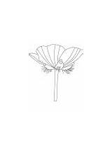 Buttercup Flower Coloring Spring sketch template